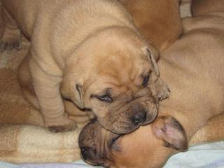 Cane corso Mastiff Kreuzung