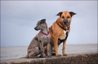 Biete liebevolle Hundebetreuung, mit viel Erfahrung