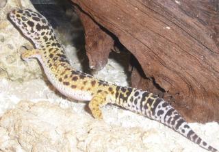 Suche Leopardgecko