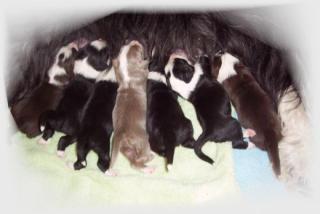 Beared Collies vom Dohlenfelsen seit 1991 Wir haben Welpen