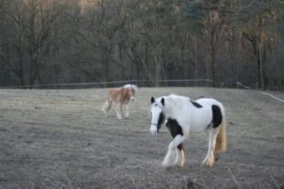 Biete Reitbeteiligung in Herzogenrath