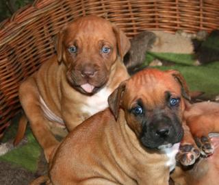 Traumhafte Bordeauxdogge - Cane Corso Mix Welpen, entwurmt und geimpft abzugeben