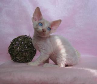 Devon rex mit Stammbaum