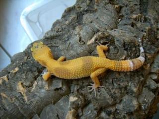 Leopardgecko Zuchtgruppen APTOR, Sunglow, SHCT - the Urban Gecko, Tremper, Las