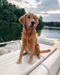 Golden Retriever-Welpe