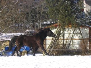 Bieten 2 Reitbeteiligungen im Raum Schopfheim/ Wehr