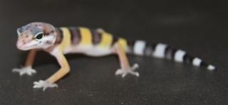 Leopardgecko Eublepharis macularius verschiedene Varianten 25, - Euro PASTEL - HI