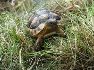 Testudo marginata weissingeri Zwerg - Breitrandschildkröte