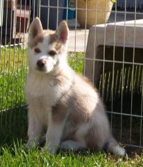 5 Siberian Huskywelpen mit Papieren abzugeben