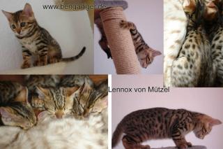 Abgabebereit Lennox von Mützel - Bengal-Kater -