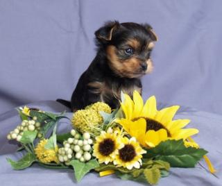 Yorkshire Terrier Welpen Rüden VDH/FCI