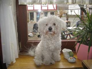 Bichon Frise Deckrüde für gesunde kleine Damen