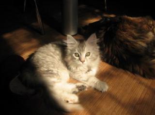 Maine Coon Katze