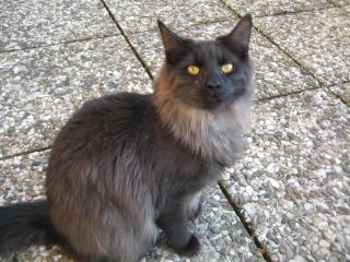 CHARLY / Main Coon blauer Tabby Norweger Waldkatze