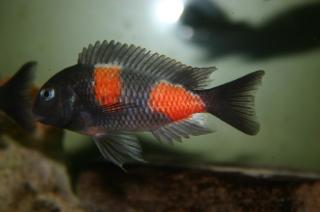 Tropheus moorii bulu point