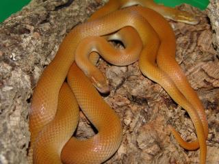 Namibia-Katzenaugenhausschlangen Lamprophis mentalis