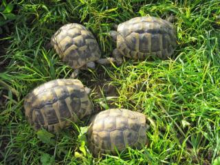 Weibliche Griechische Landschildkröten