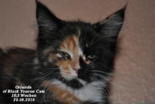 Maine Coon Babys und Jungtiere