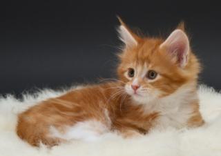 Traumhafte Maine Coon Kitten abzugeben