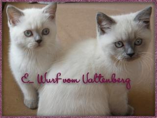 BKH blue- und lilac point Mädchen und Jungen abzugeben