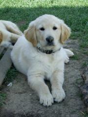 Wunderschöne Golden Retriever Welpen mit Papieren zu verkaufen