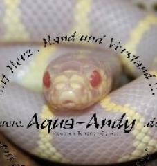 Kalifornische Kettennatter Lampropeltis getula californiae albino