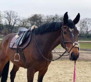 9 Jährige Hannoveraner Stute sucht Reitbeteiligung