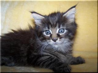 Babys Maine Coon