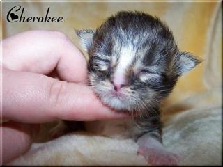 TRAUMHAFTE XXL Maine Coon Babys