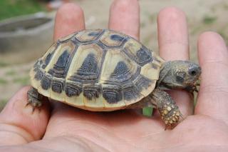 Gebe wunderschöne Griechische Landschildkröten Nzen ab