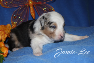 Wunderschöne Australian Shepherd Welpen mit ASCA-Papieren