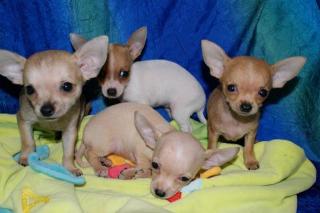 Chihuahua Welpen Mini