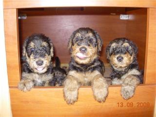 Airedale Terrier Welpen