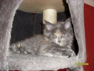 Maine Coon Baby / Blue torbie