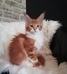 Maine Coon Mädchen mit Stammbaum sucht ab 06. 09. 2023 .