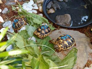 Griechische Landschildkröten, THH und Tm weissingeri von 21 von Privat