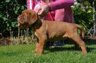 Dogue de Bordeaux - mit FCI Stammbaum