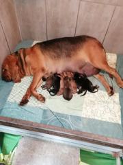 Bloodhound/Jagdhund/Mantrailer/Welpen/Familienhund