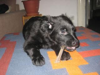 Süsse Labrador / Golden Retriver Lady