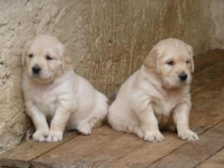 Süße Golden Retriever Welpen