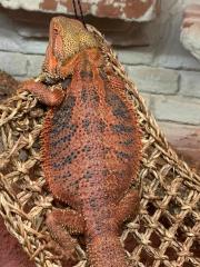 Drago Bartagame sucht neues Zuhause mit Terrarium