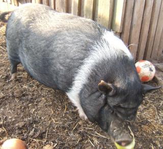 Mini-Schwein / Hängebauchschwein