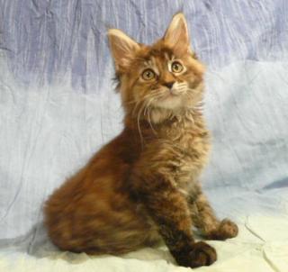 MAINE COON Kitten, Coonies