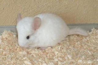 Süßes Chinchilla Böckchen abzugeben