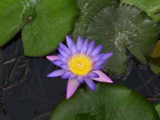 Seerose violet star absolute Rarität, große Blüten, große Blätter