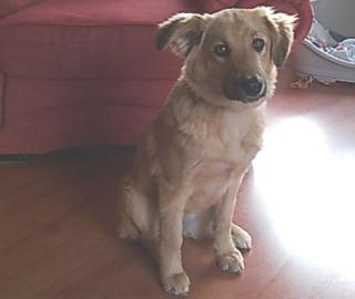 Hübsche u. liebe Collie-Mix-Hündin Debbie, sucht eine liebevolle Familie