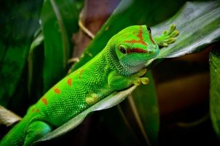 Zuchtpärchen Große Taggeckos abzugeben