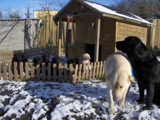 Unsere blonden Labrador-Welpen sind da