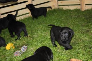 10 süße Labradorwelpen o. P.