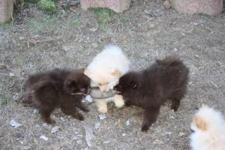 Hübsche Pomchi Zwergspitz Kleinspitz Welpen in creme und schoko